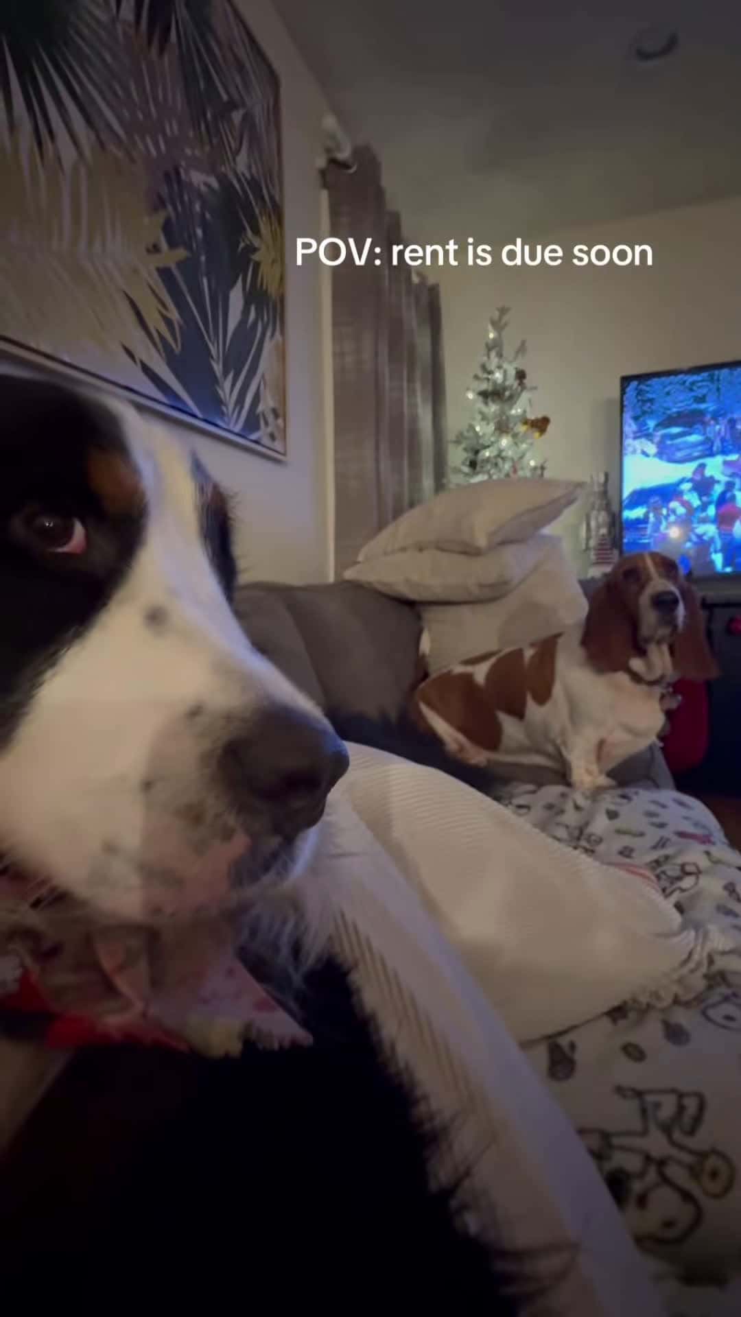 Cover for Funny dog #foryou #dog #funny #fyp #funnyvideo #interesting
