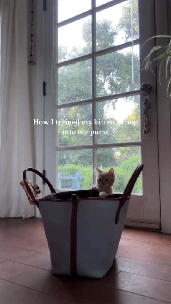 Cover for The places we ll go countrylifestyle countrysidelife california kitten kittentraining catt 06103 #america