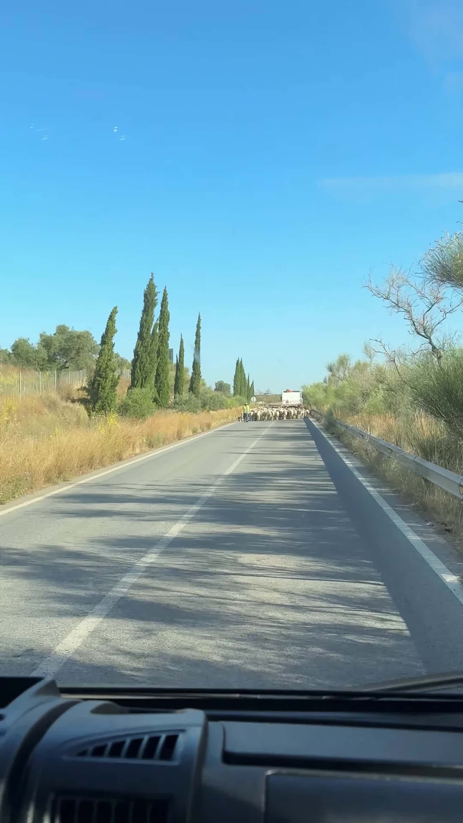 Cover for #FirstVideoChallenge Sheep Cause Traffic Jam While Lady Returns to City.