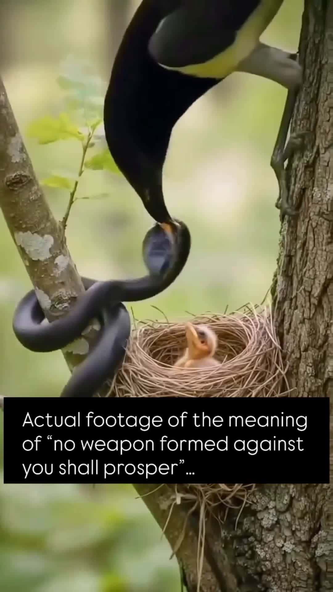 Cover for "No Weapon Formed Against Me" 