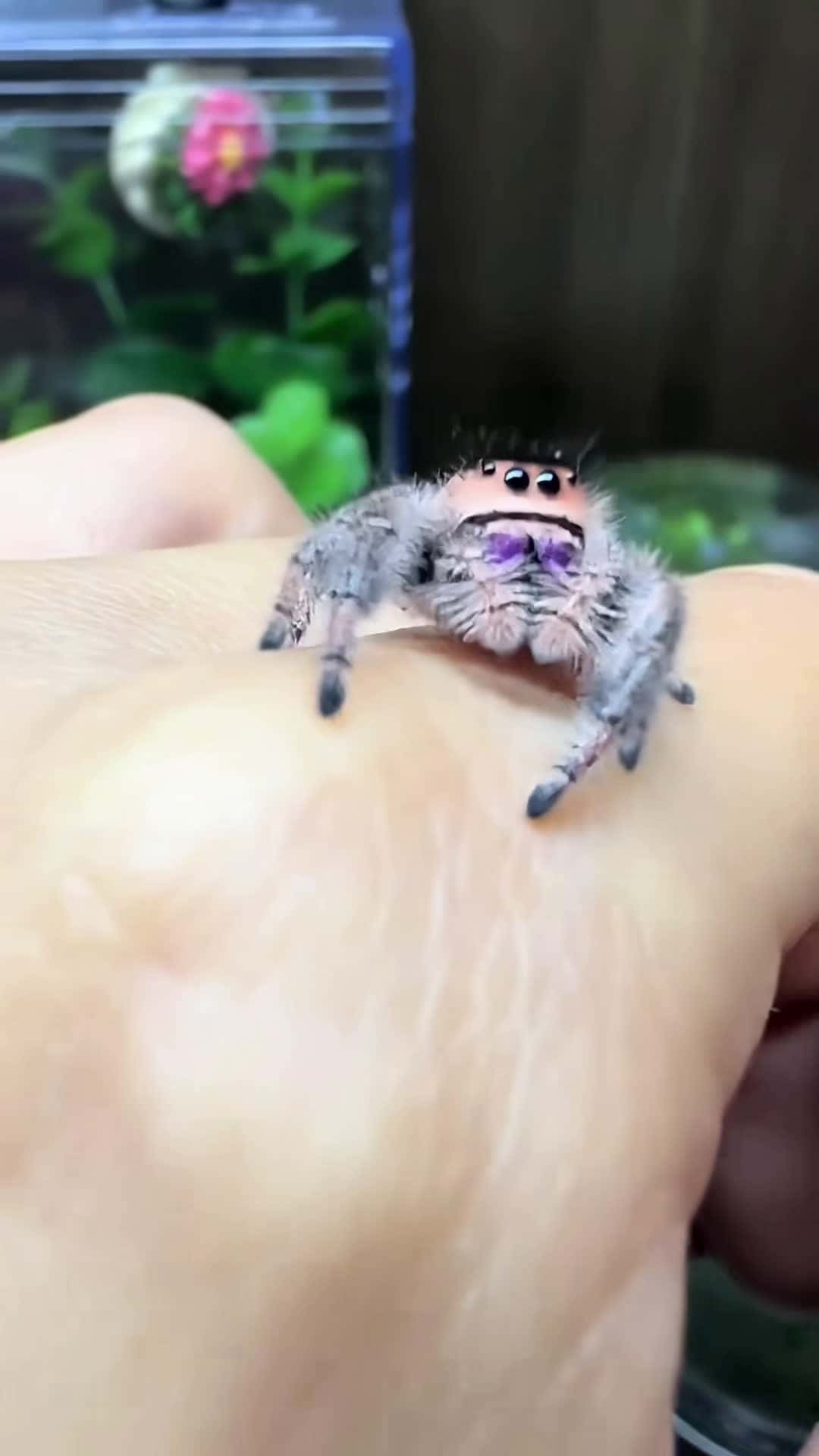 Cover for 🕷️Cute Spider... #spider #cute #pet #jumpingspider
