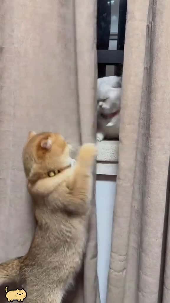 Cover for When you have two cats #animals #cat #happy #funny