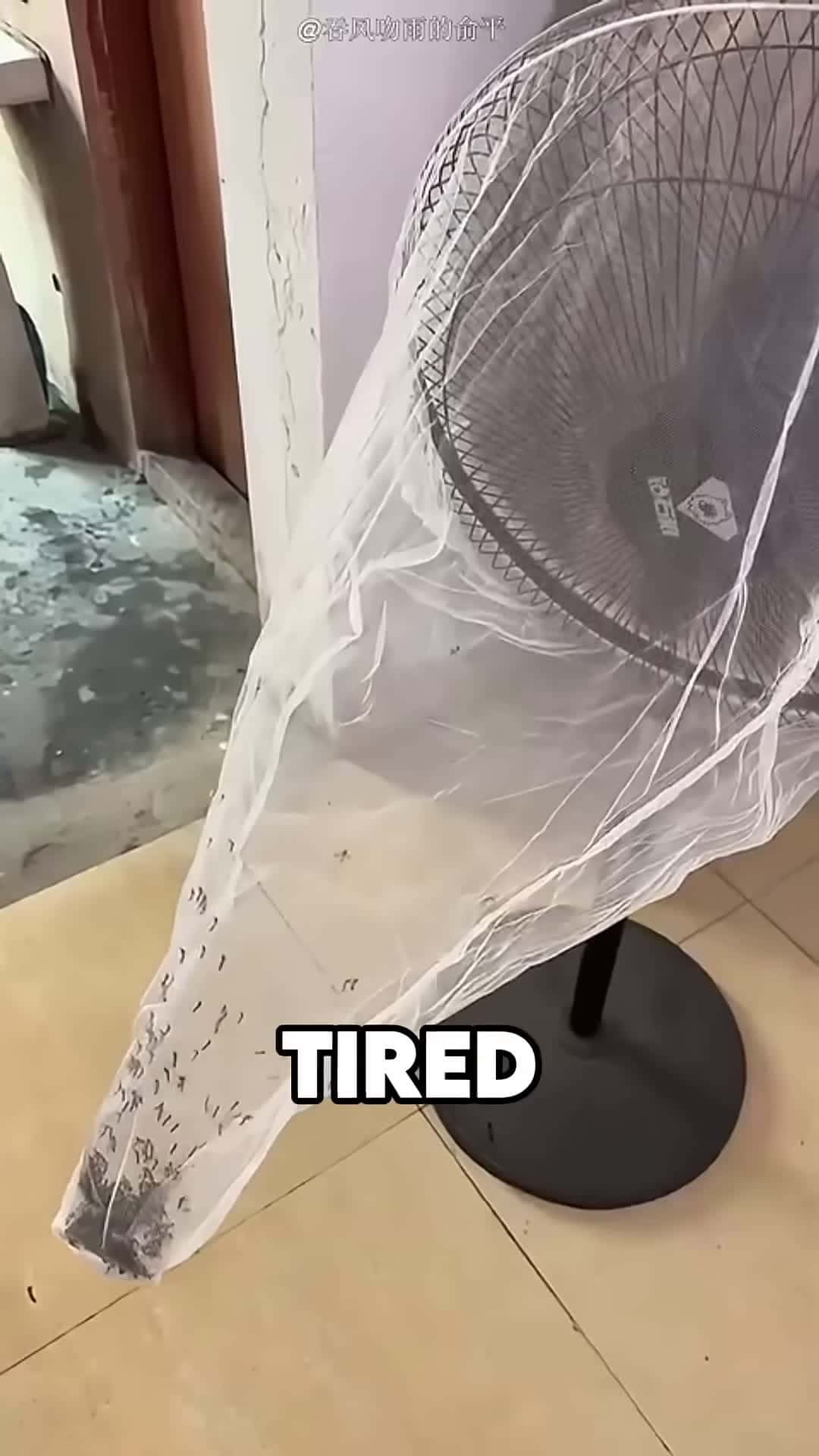 Cover for The Best Mosquito Trap
