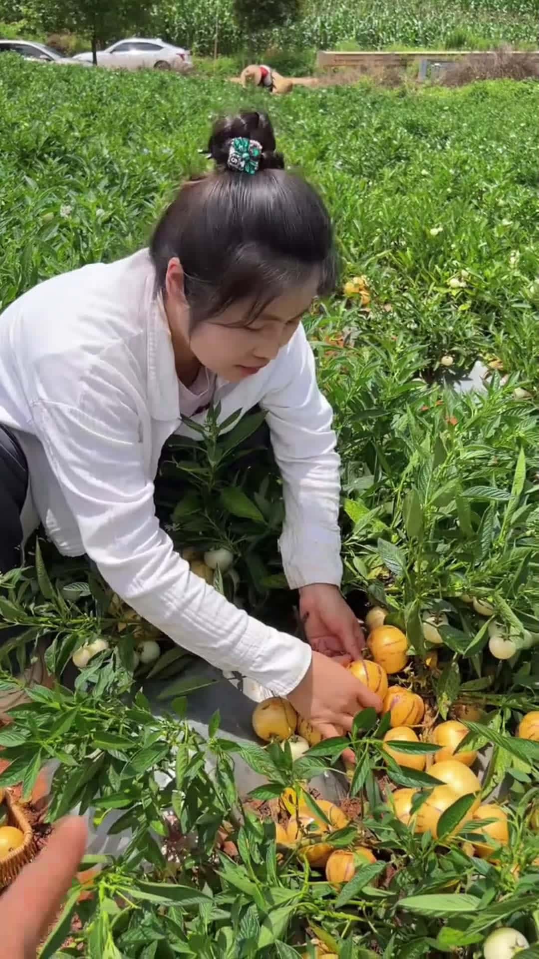 Cover for Fruity