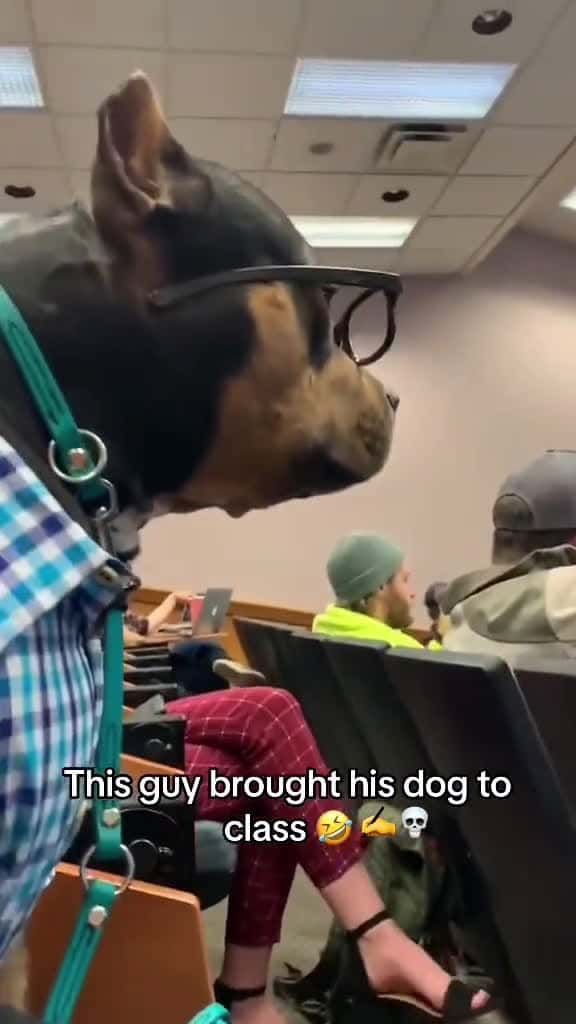 Cover for Bro was enjoying the lecture 💀 @Barstool U (via:@Bourbon & Baroque)  created by Barstool Sports with Lyrebirds music’s Classic classical gymnopedie solo piano(1034554)