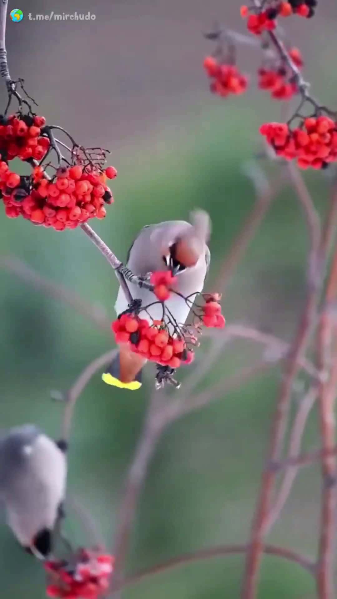 Cover for birds are very lovely 