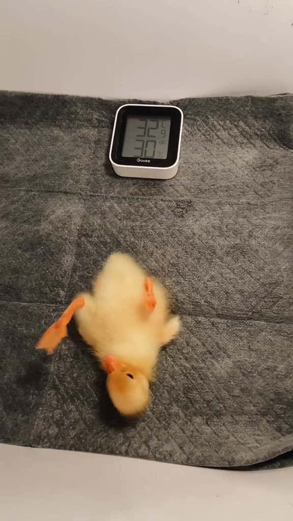 Cover for One day old call duck looks like duckling callduck cute PetsOfTikTok ducksinspace 95503 #followMe