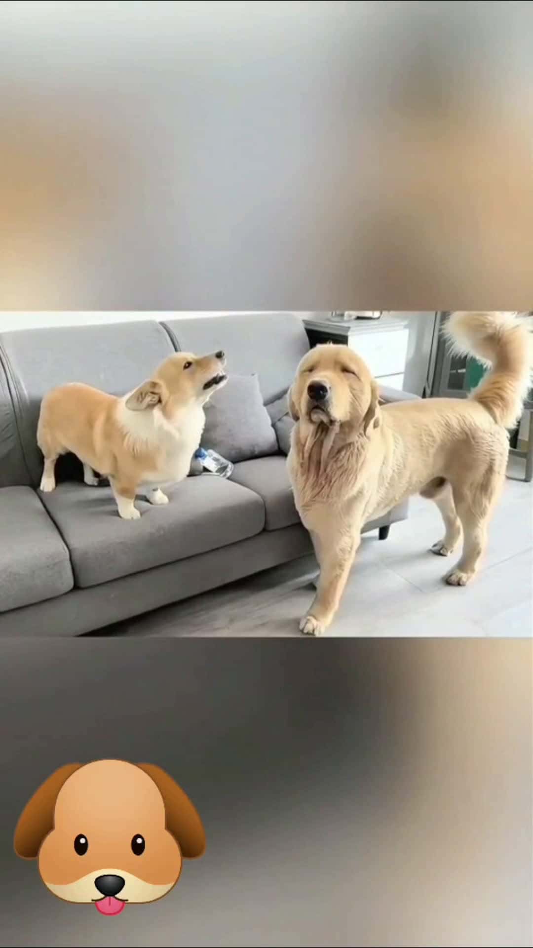 Cover for funny dogs #funny  #dog  #video  #