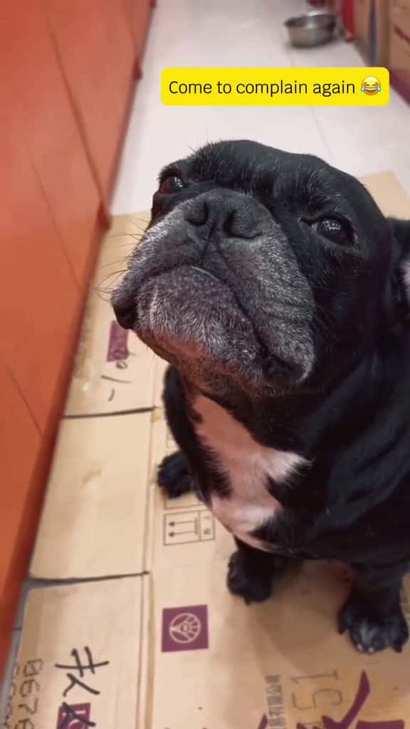 Cover for Good people are bullied by others good dogs are bitten by dogs and then complain  42122 #followMe