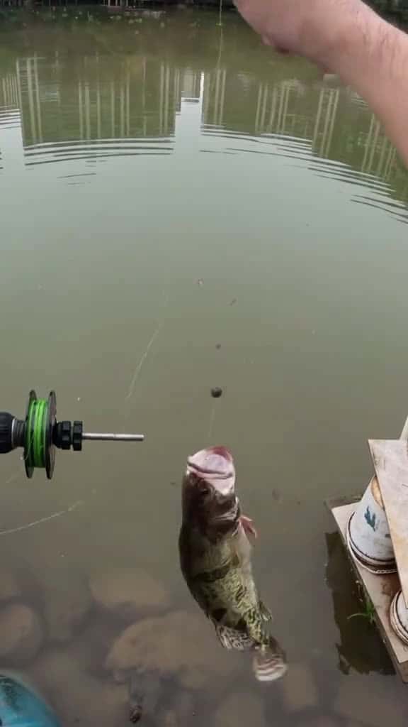 Cover for fishing fishingvideos amazingfishing fishinglife saefishing tiktokfishingusa usa unitedsta 68014 #shortvideosscoopz