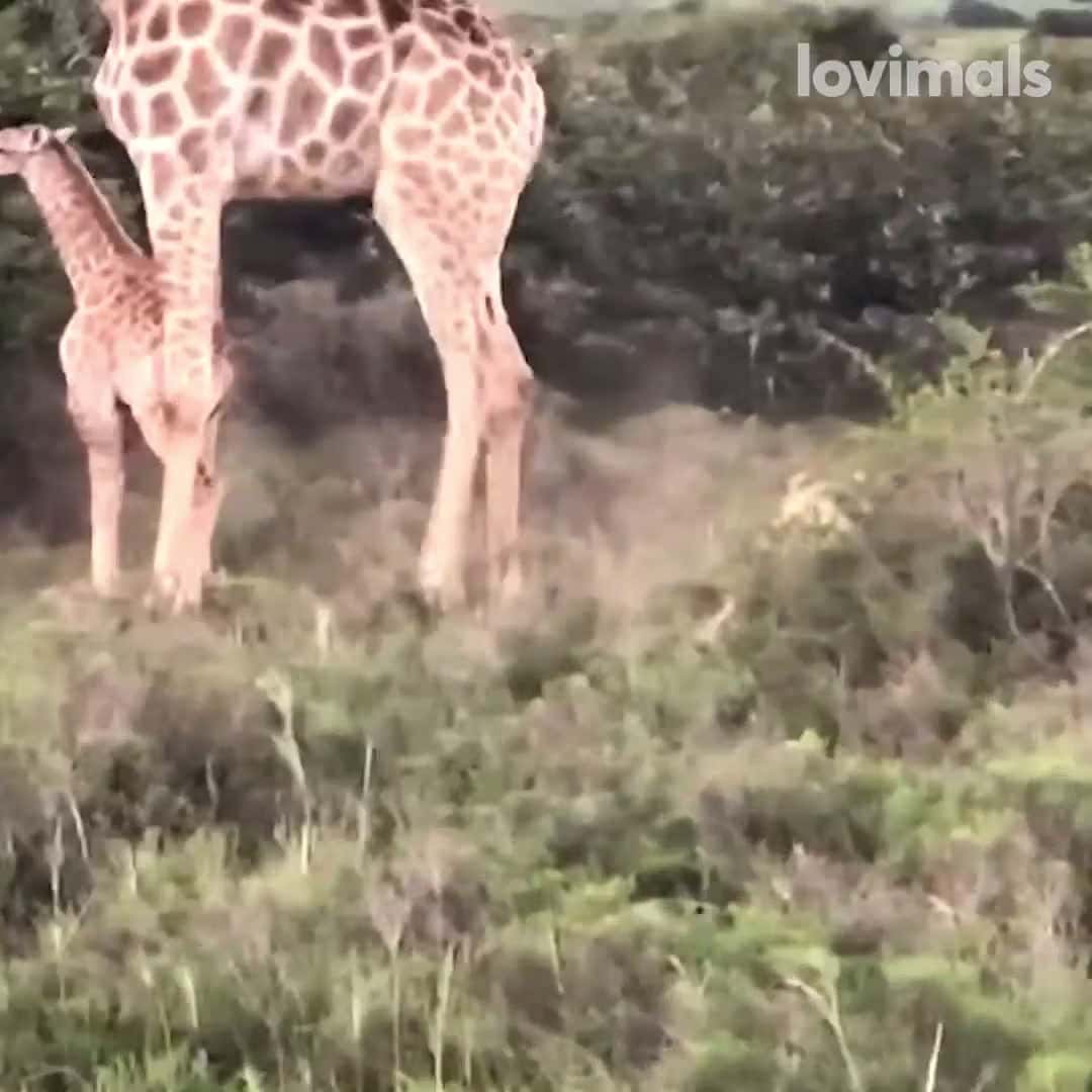 Cover for Brave Momma Giraffe Protects Her Baby From Lions