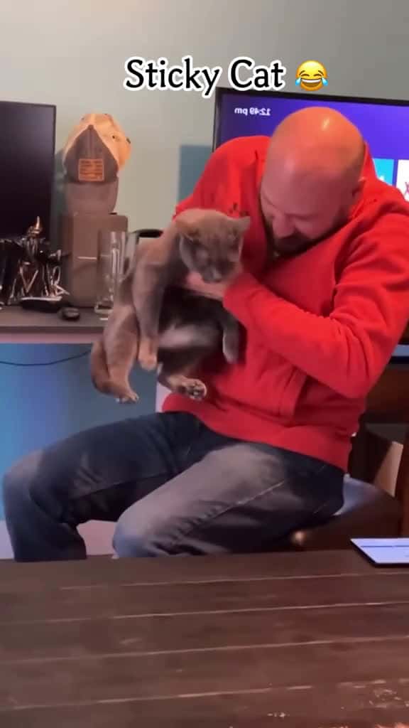 Cover for Does your cat stick to people cat pet foryou for fouryou cutecat funnyvideo catso 81183 #trend