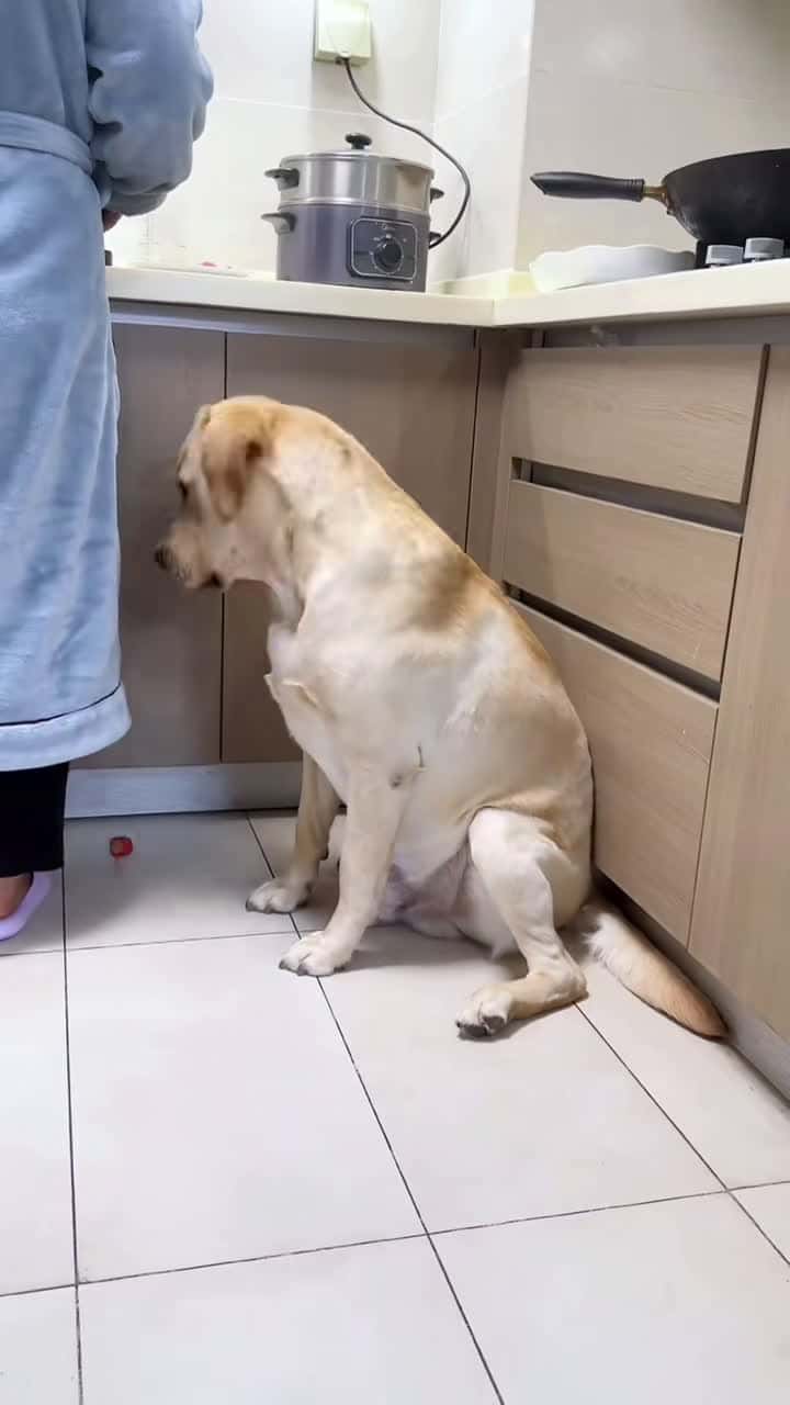 Cover for Unfriend ! Traitor #dog #dogoftiktok #funny #funnyvideos #fyp