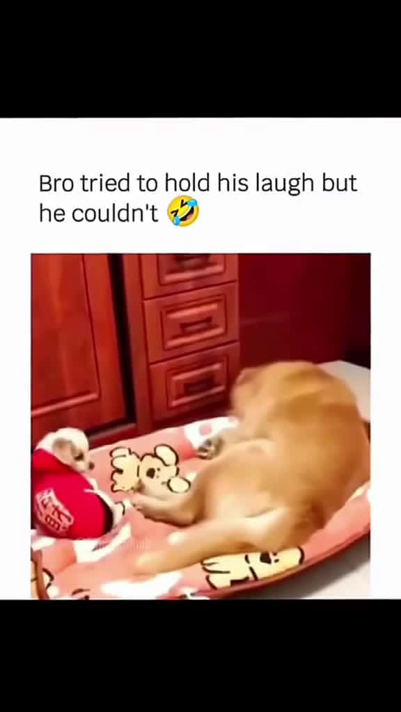 Cover for Funny and cute dogs compilation #funnydog #funnypet #cutedog #dogsoftiktok #doglover #dog 49