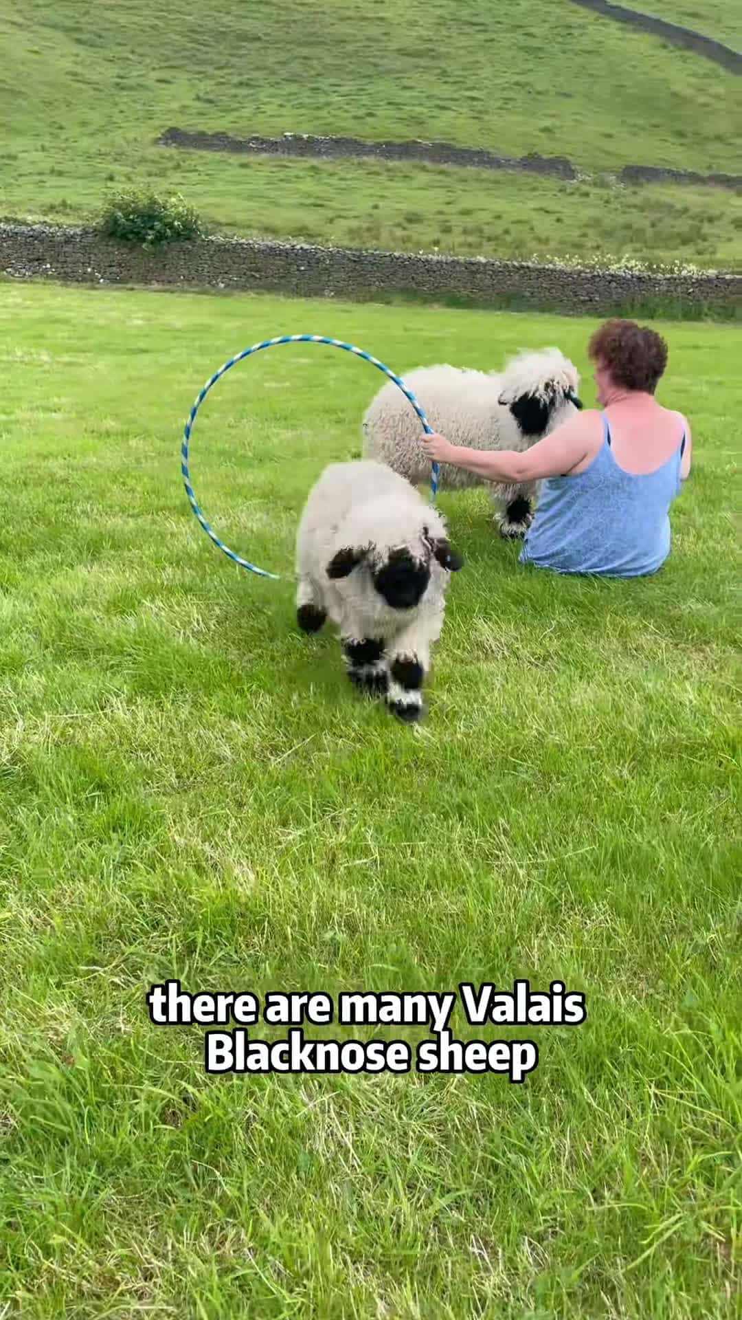 Cover for #FirstVideoChallenge When a faceless sheep has eyes! #sheep #animals #foryou #fyp