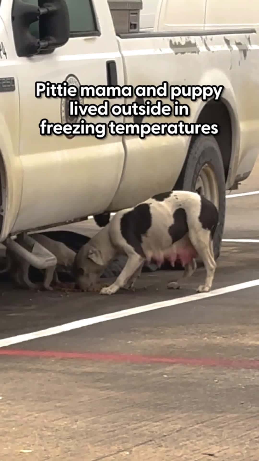 Cover for When the mama dog put her paw on this woman's hand — she knew she was done for 🩷 Andrea told us how she couldn't catch them before night time, so she put out blankets and pillows....