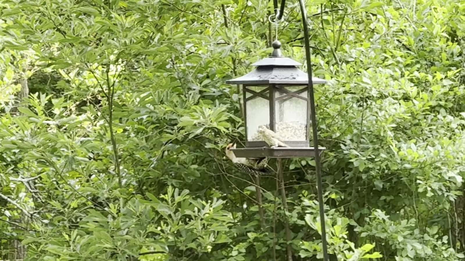 Cover for Rain or sunshine, this woodpecker is hungry!🙂