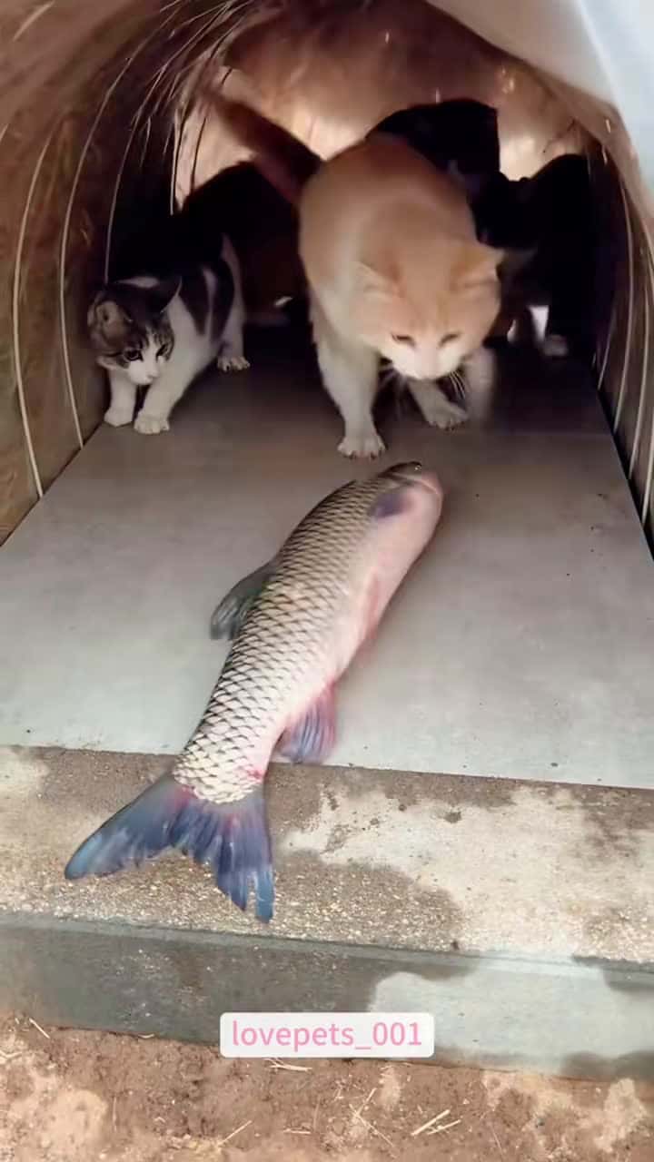Cover for #cats #cutecats #foryou #funny #funnyvideos #usa #funnyanimals  #fypシ #cute #funnycat #catlover #funnypets #viral #funny