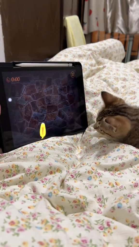 Cover for Cats are very smart cat catfunny funnypet funnyvideo funnycat funnytiktok 96523 #america