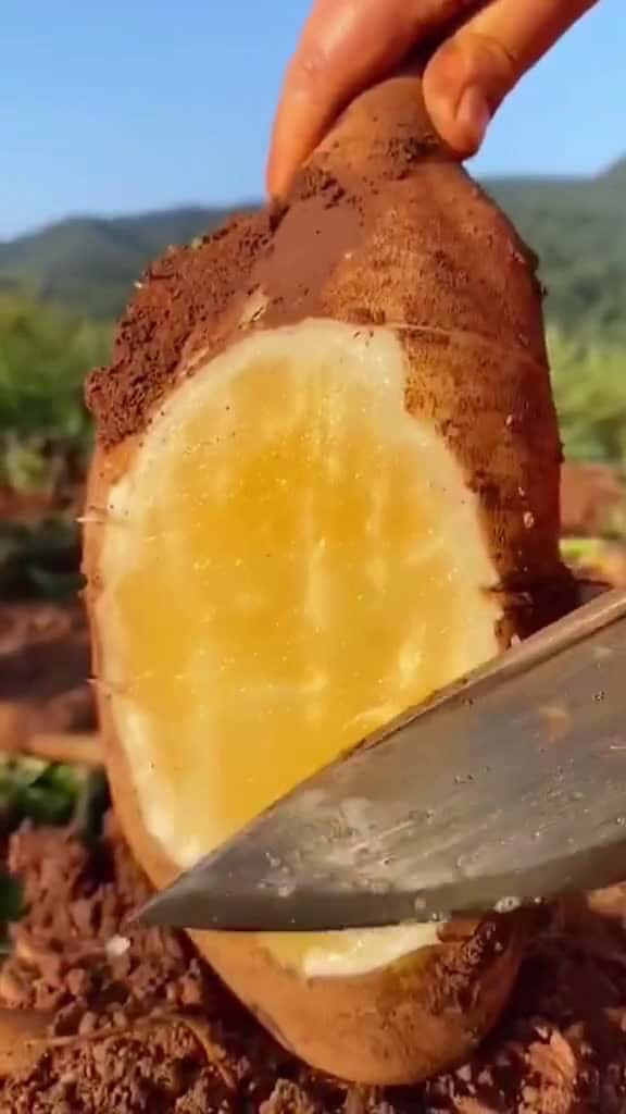 Cover for OMG !! Saussurea #Saussurea #asmr #fruit #fyp #fyp #fy