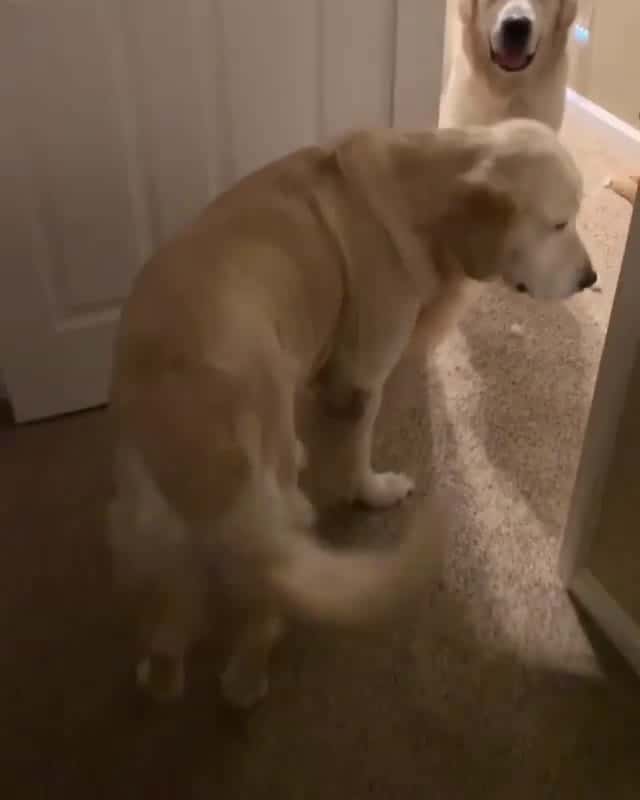 Cover for Heckin lady using her mom voice on me Buddy did a tattle and told her I shred the stuffie