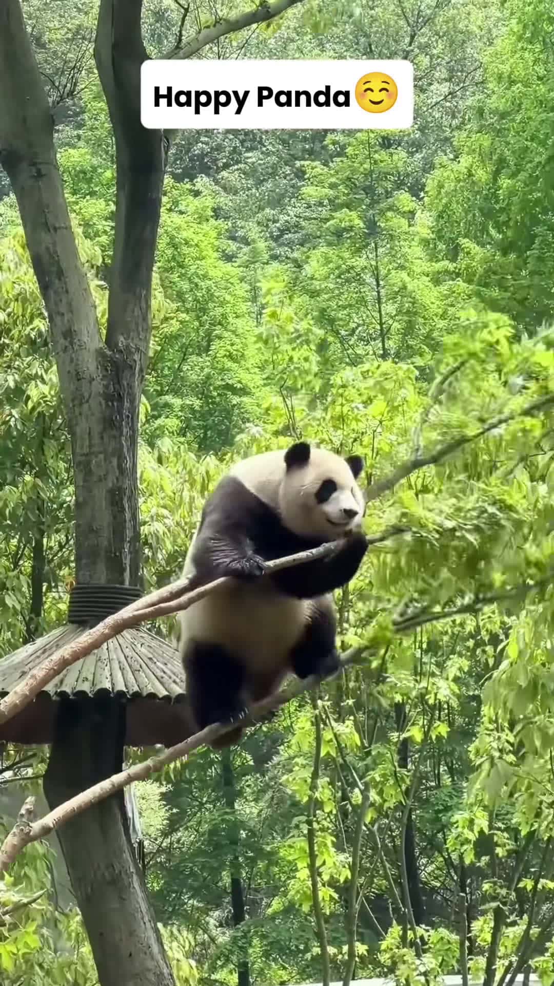 Cover for rtyertyo....happy pandas🥰🥰 #panda #pandasoftiktok #cuteanimals #fyp 