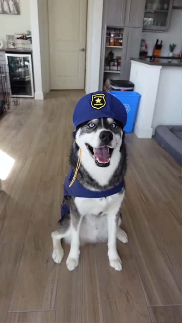 Cover for A Halloween Selfie from my huskies! #dogshorts #huskies #dogs #husky #shorts_408 (2)