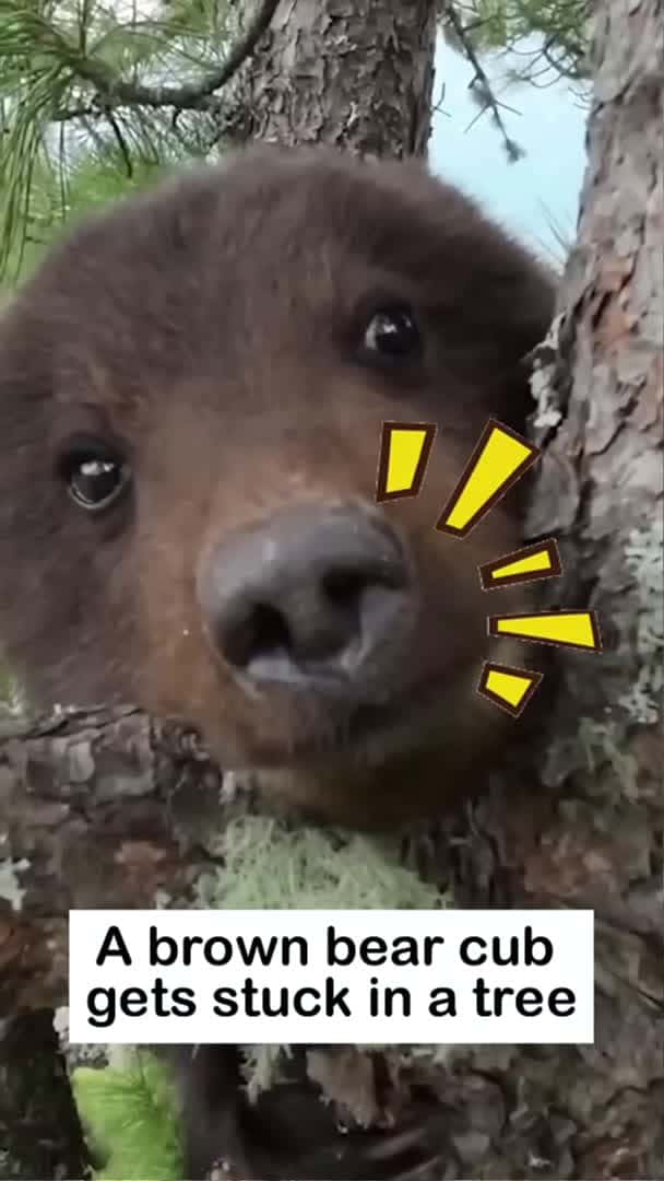 Cover for Bear Cub Rescue #wildliferescue #animallife#bear #BearRescue #UnexpectedPet #RussianGrandpa_160 (2)