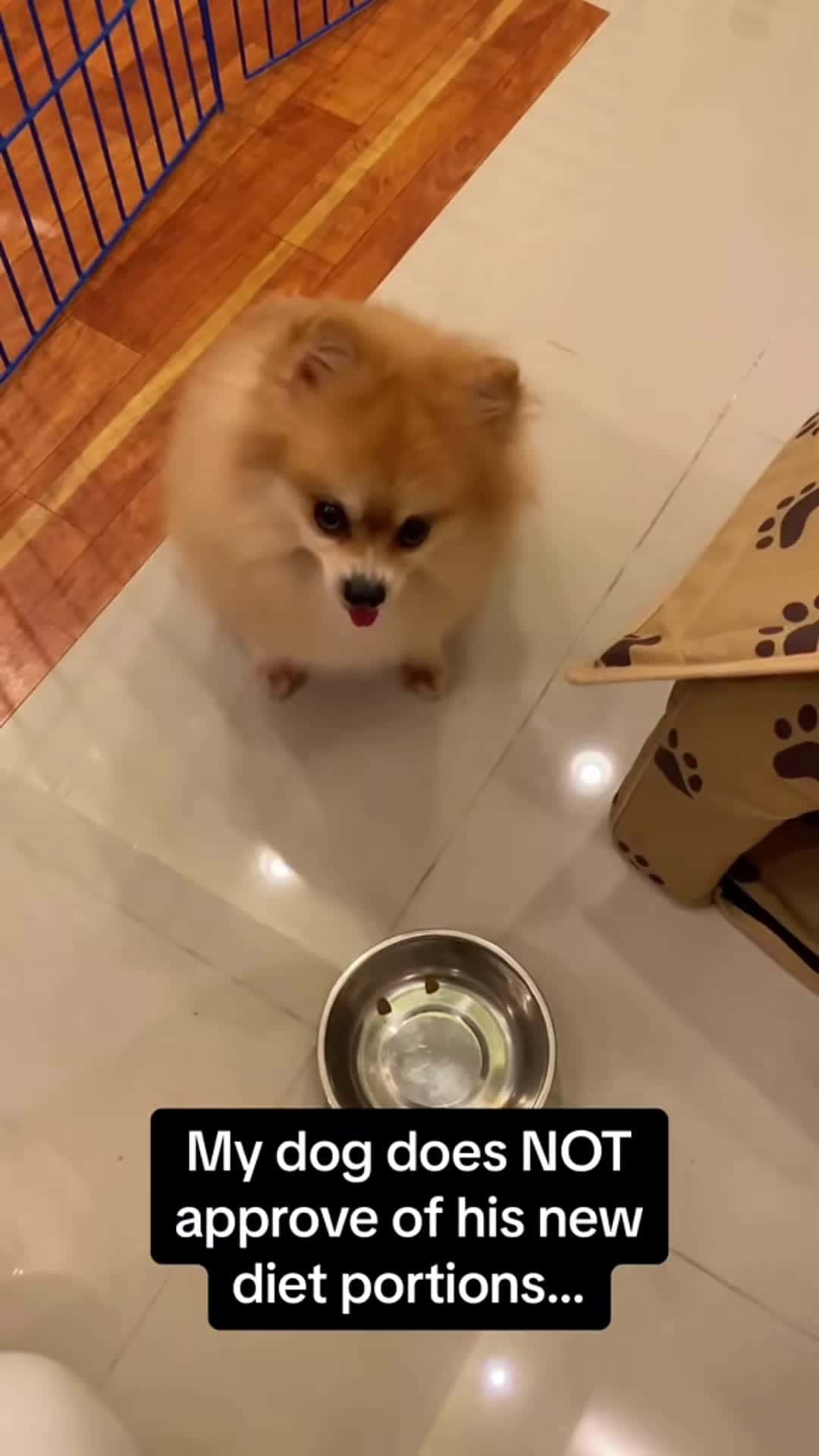 Cover for Try it with your dog to see how he reacts.🤣#funny #funnyanimals #dog