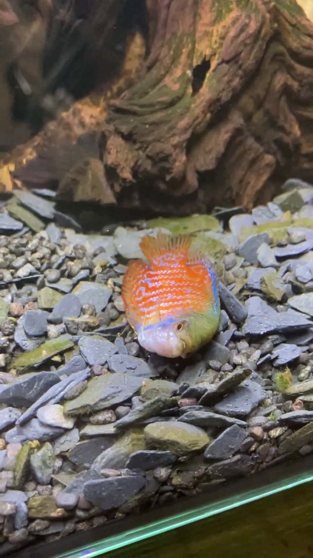 Cover for Urgent help needed! My Dwarf Gourami is in trouble 🐟💔 #AquariumHelp #FishCare #Gourami
