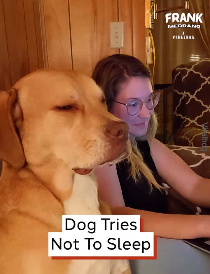 Cover for Dog Tries Not To Sleep