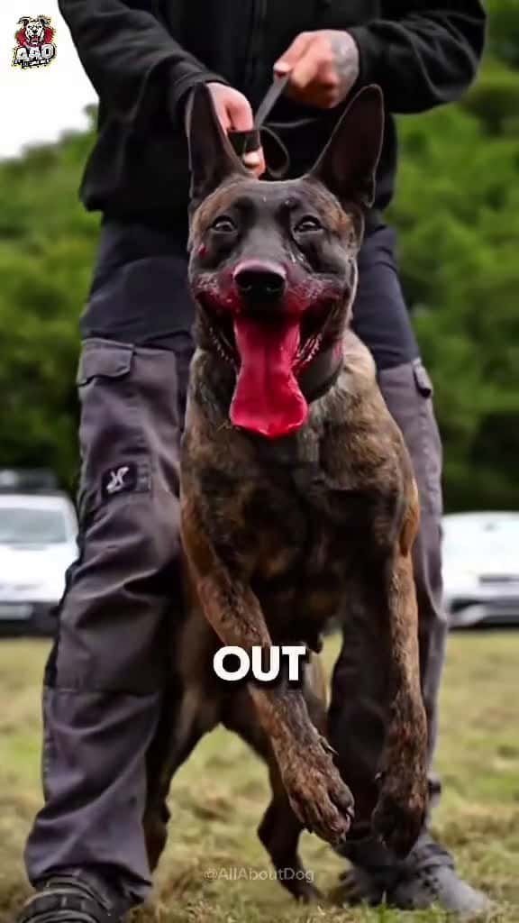 Cover for 10 Most Dangerous Dogs That Are BANNED in the UK  US  DogAttack  Description Thes 00798 #trend