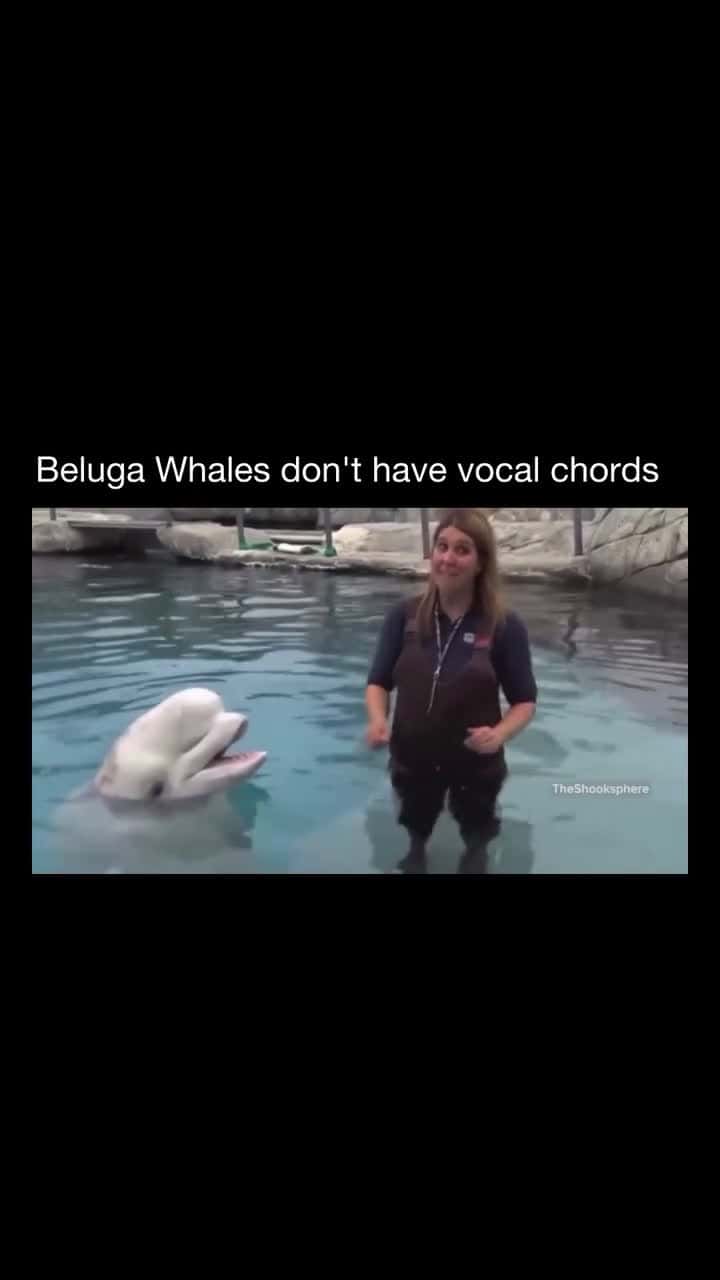 Cover for 😂Beluga whales do not have vocal cords like humans do. Instead, they produce sounds using structures in their nasal cavity, right beneath their blowhole. These specialized tissues and air sacs can manipulate air to create clic...