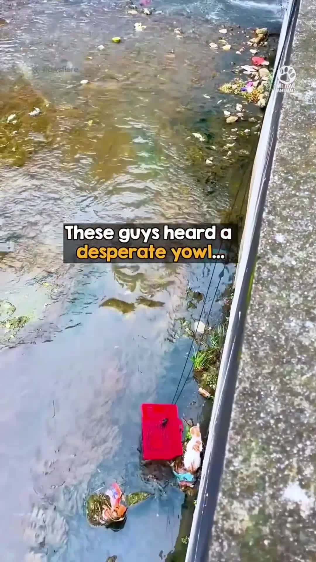 Cover for She was so lucky these kind strangers heard her cries 🙏