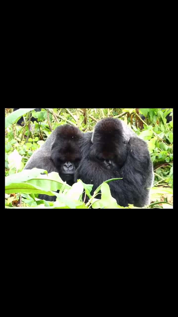Cover for Two brother gorillas share warmth during a downpour in Volcanoes national park in Rwanda Book your gorilla safari with us by contacting us WhatsApp 256775218880 Email infogor