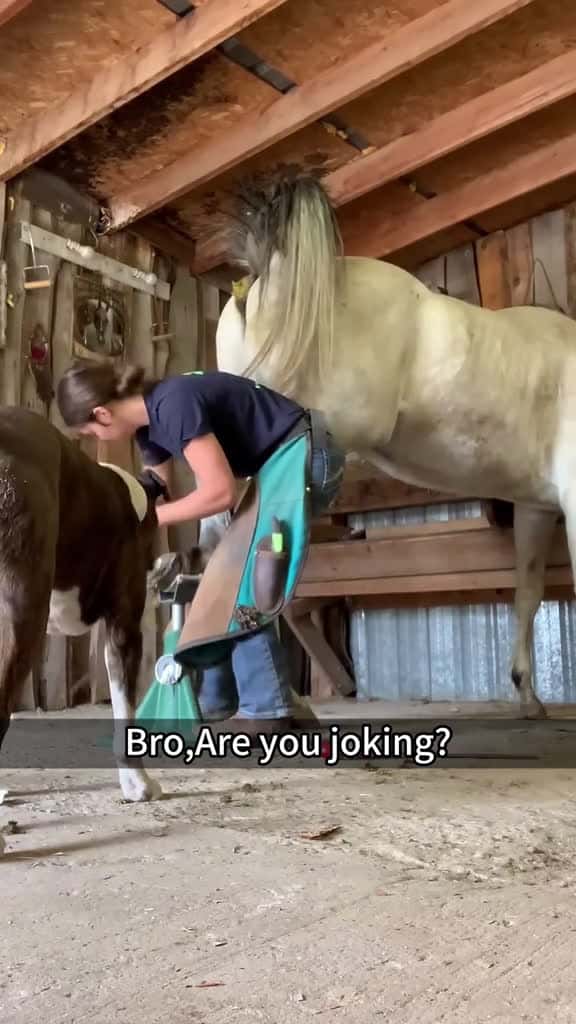 Cover for Funny horse horse dog funny for foryou fyp funnyvideo animal cat usa pets 95053 #shortvideos