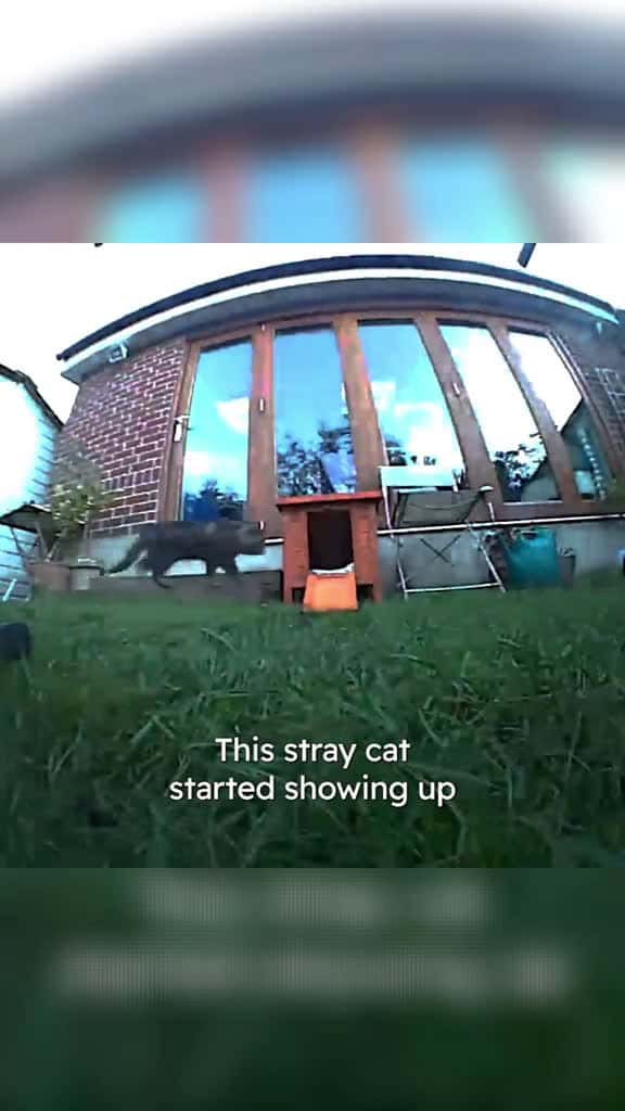 Cover for Stray Cat Decides To Move Into Family s House cat catsoftiktok animals 42218 #trending