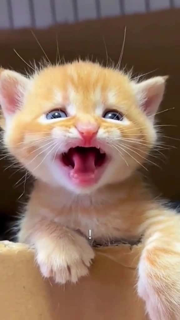 Cover for Kittens are so cute crazy haha cat funny acute 68286 #america