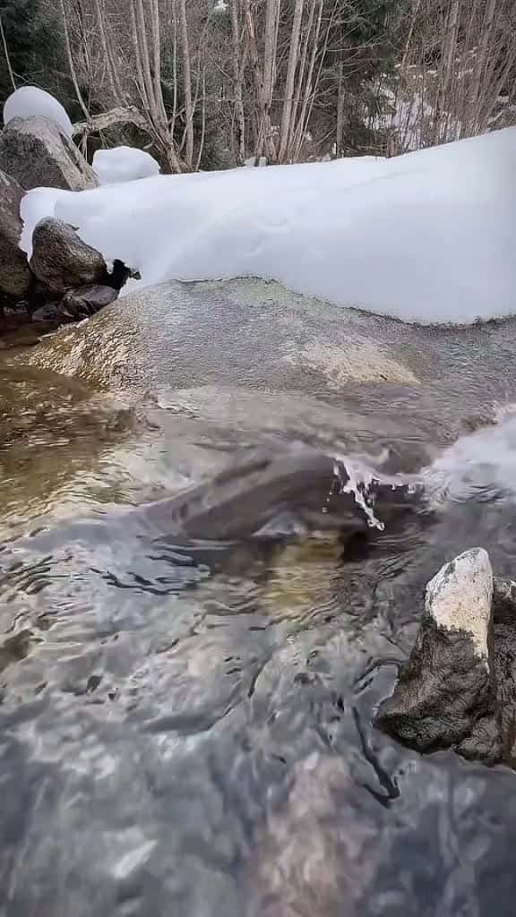 Cover for Salmon grilled on hot stones in nature outdoorcooking cookingasmr Recipe leon cookingnatur 33770 #trend