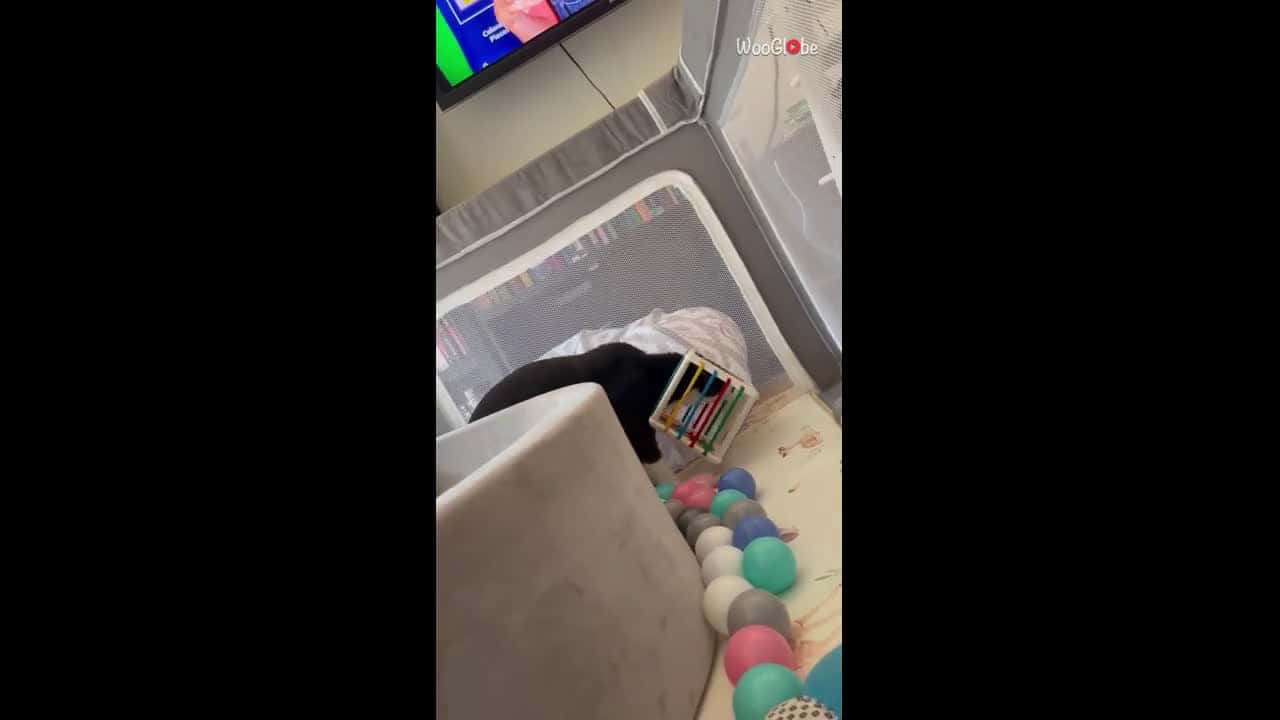 Cover for Cat gets his head stuck in a little girl's toy