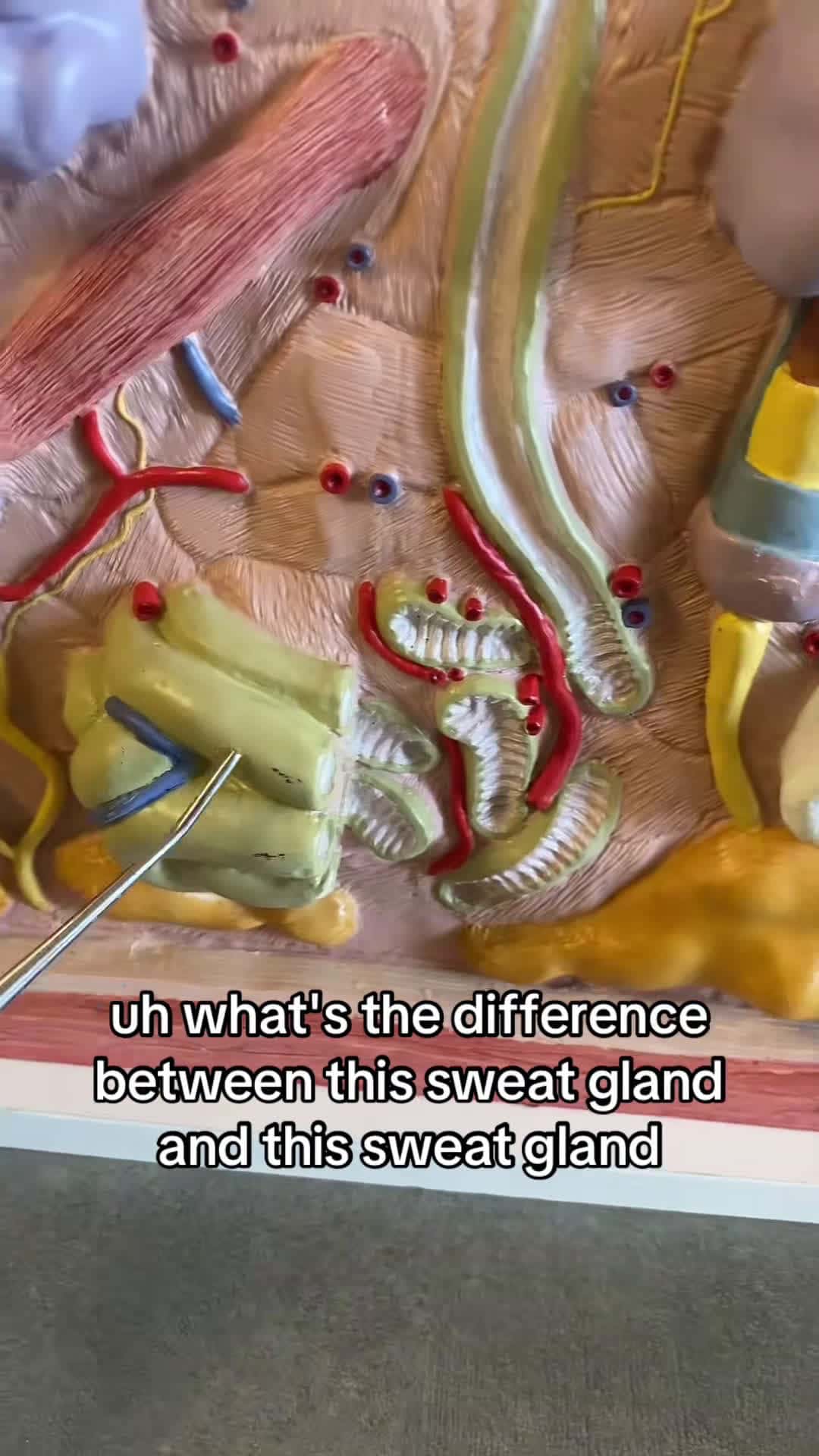 Cover for What’s the difference between sweat glands? Apocrine and merocrine. #sweatglands #skin #skinanatomy #anatomy #apocrine #merocrine #learnontiktok #professorkleinanatomy #medicalstudent #ohiouniversity #nursingstudent