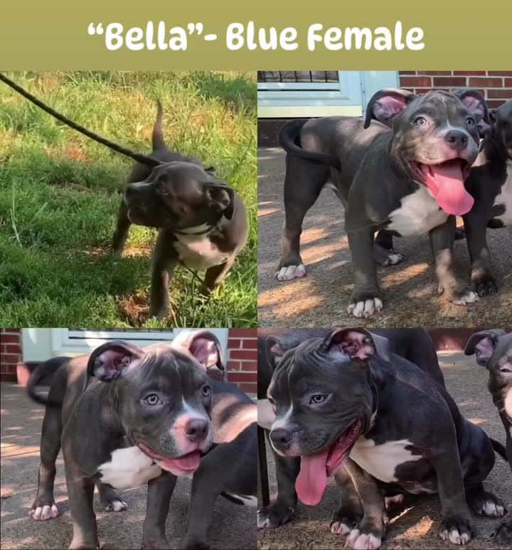 Cover for Bella is waiting on you120️⃣0️⃣ ABKC    #Bella #Waiting #puppy #americanbully #beautiful