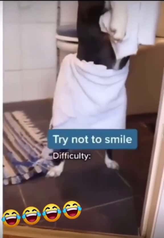 Cover for #dog #dogs #dogsoftiktok #fun #funny #funnyvideos #for #foryou #foryoupage #tiktok #viral #goviral #following #followers #animals # # #trend #towel