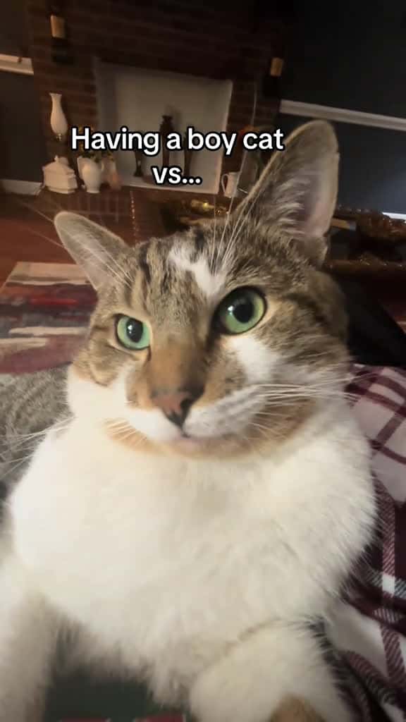 Cover for Leo is all about ❤️ and Paris is for the drama #boysvsgirls #funnycats #fyp #catsoftiktok #thedivakats  created by Thedivakats with junotheangrycat’s original sound