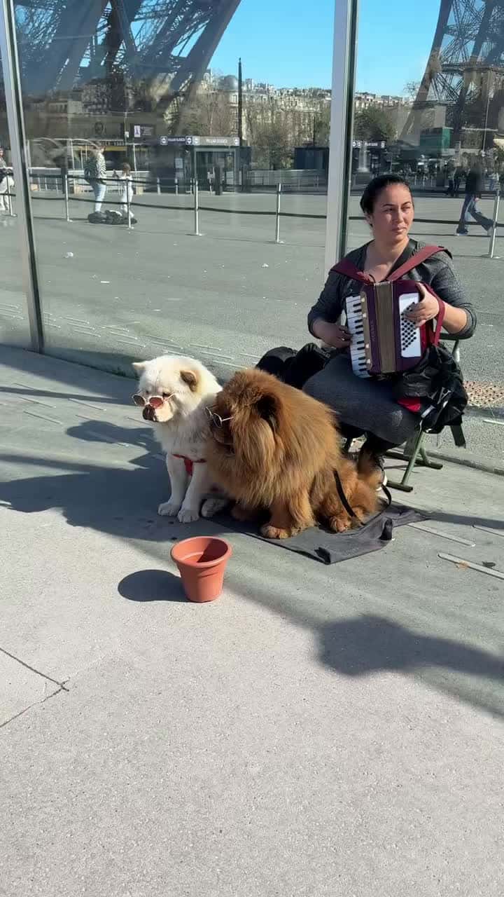 Cover for #Fluffy #Dogs #Paris #Beautiful #Funny #Money IS DOGS OR CATS BETTER COMENT DOWN BELLOW