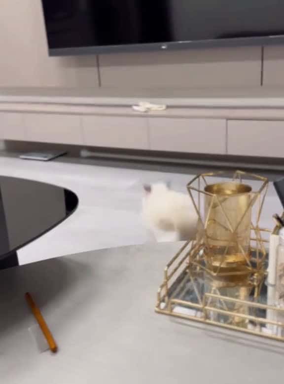 Cover for Cat# Nothing happened just now #catsoftiktok #cat #funnycat #catlover #fyp #pets #funny #funnyvideo #kitty #foryou #fyp #funnypets