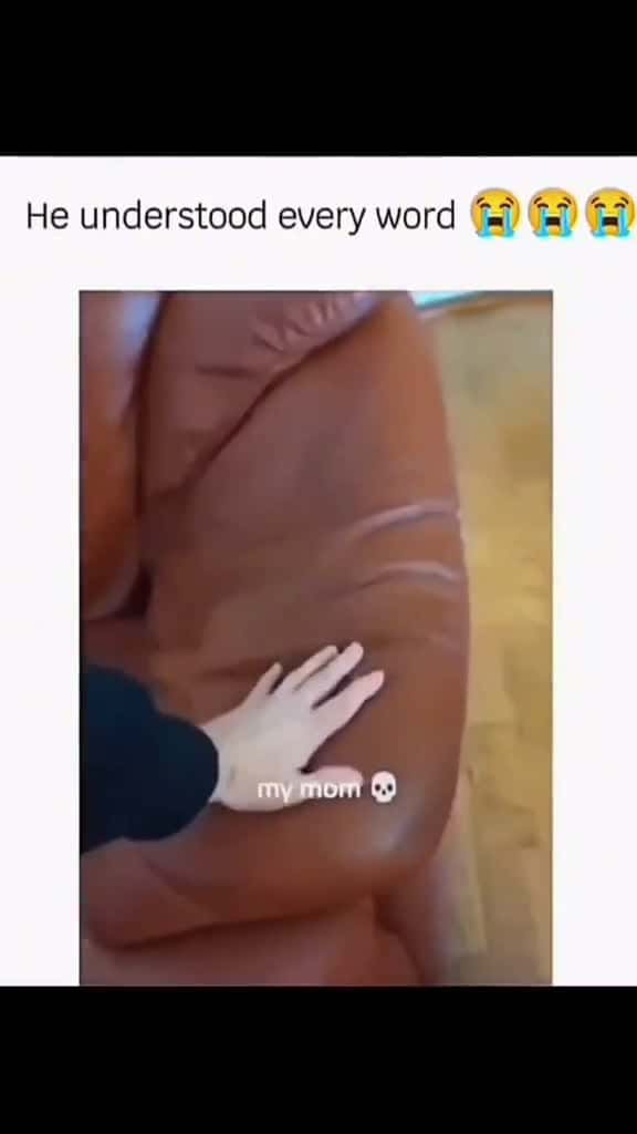 Cover for #turixfails #turixpets #turixlaughs #turixanimals #turixmoments #turixlol #turixreels #funnypets #funnydogs #petfails #dogfails #derpydogs #dogmemes #petmemes #zoomies #doggofails #pupperlaughs #hilariouspets #petcomedy 
