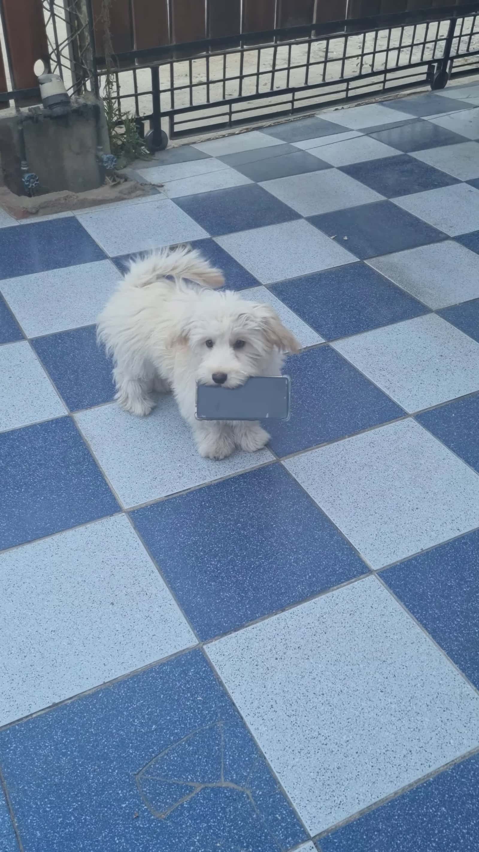 Cover for #CaughtOnCamera Playful Dog Makes Off with Owners Phone