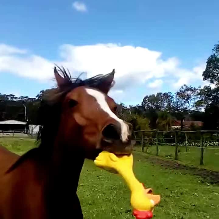 Cover for Funny Pets Video - Pets That Went Viral - Funny and Cute Animals #funnyanimals #funnypetsvideo #amazinvideo #animalrescuse #cutebabies #dogs #kittens #funnyvideo #trynottolaug