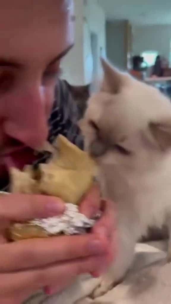 Cover for The cat s too hungry cat funnytiktok catsoftiktok funnycat funny 03374 #shortvideos